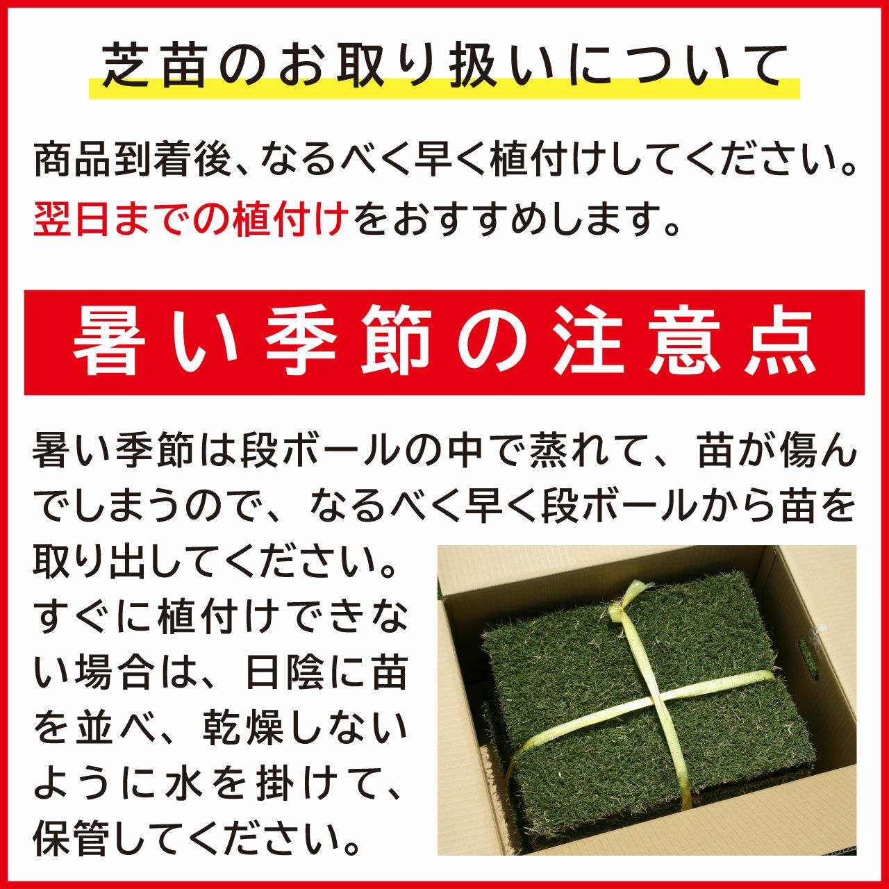【50平米 野芝】 野芝 張り芝用 つくば産 50平米(15坪分) 